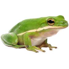 PET GREEN TREE FROG