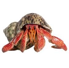 PET HERMIT CRAB PAINTED OR NATURAL SHELL