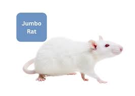 FROZEN RAT JUMBO
