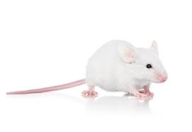 FEEDER MICE