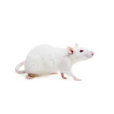 FROZEN RAT LG