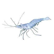 GHOST SHRIMP