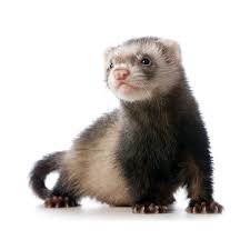 PET FERRET