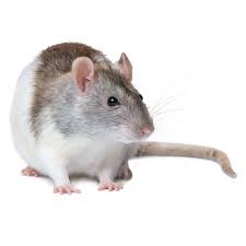 PET FANCY RAT