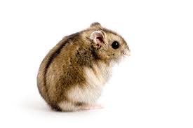 PET DWARF HAMSTER