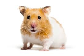 PET HAMSTER