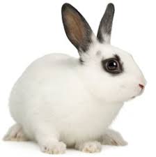 PET BUNNY