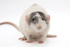 PET DUMBO RAT