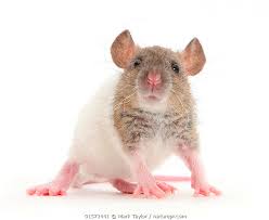 PET REX RAT