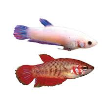 FEMALE BETTA