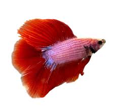 MALE FANCY BETTA