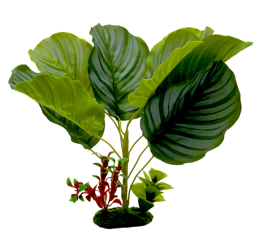 Blue Ribbon Pet Products Tropical Gardens Variegated Calathea Aquarium Plant