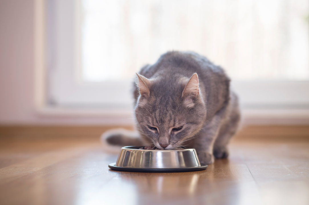 Cat Food