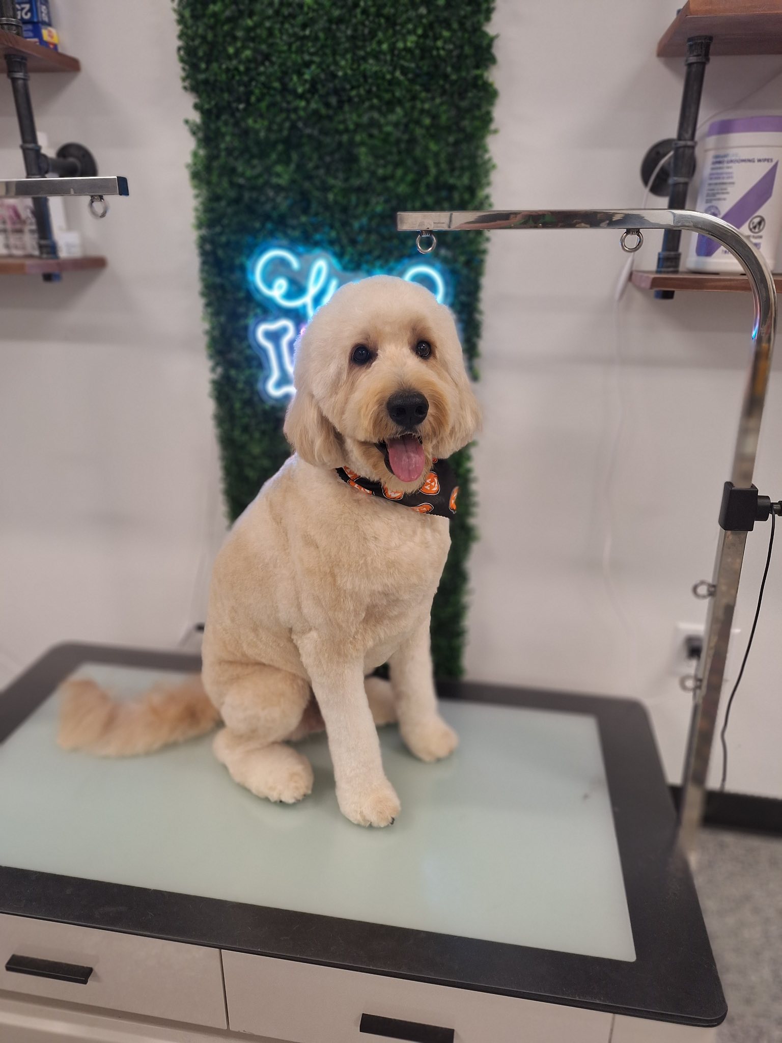 dog getting groomed at EarthWise Pet Ozark