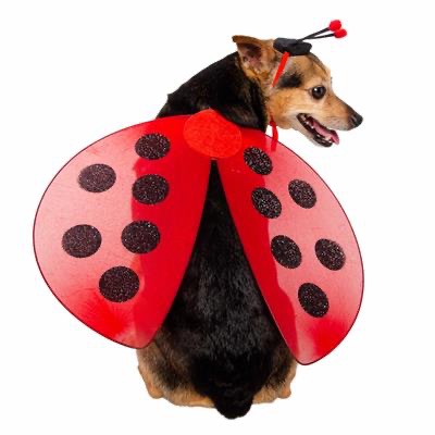 Pet Krewe- Ladybug Costume
