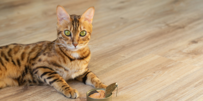 Cat Food