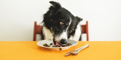 Dog Food