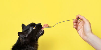 Cat Food