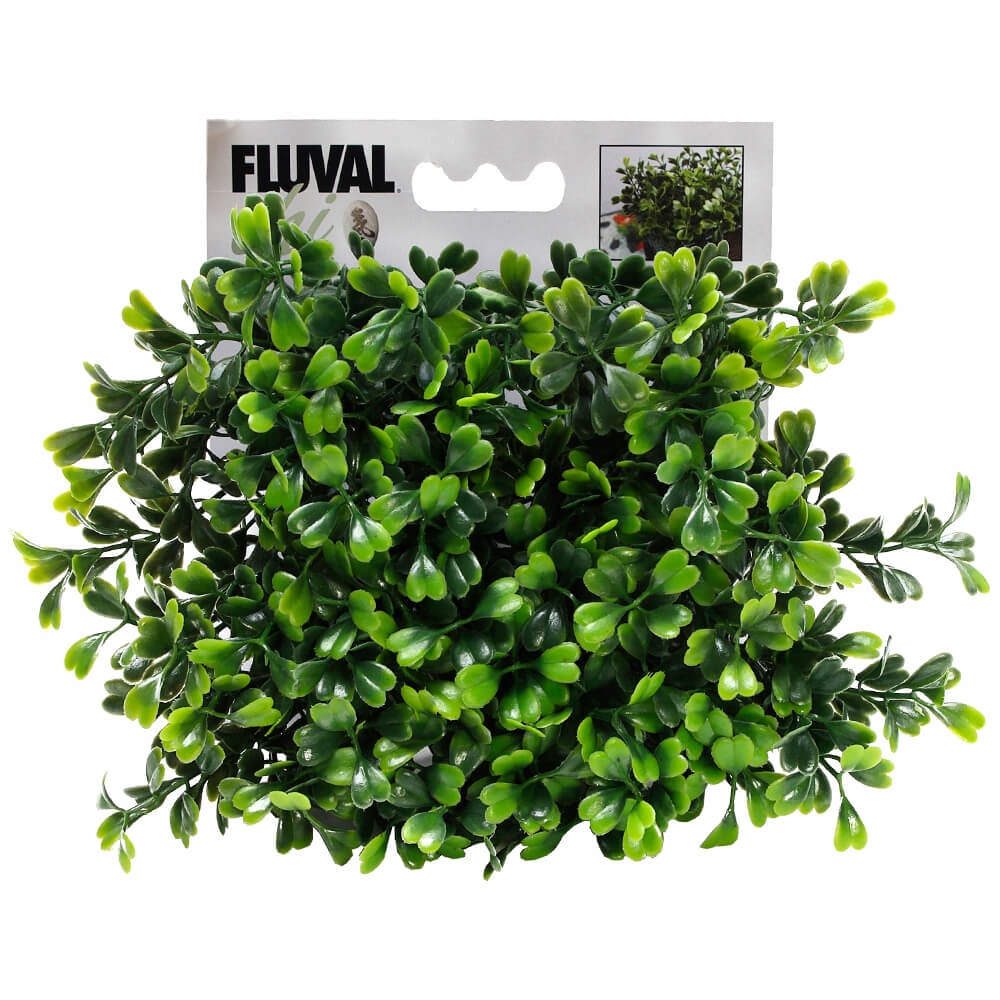 Fluval Chi Boxwood Ornament