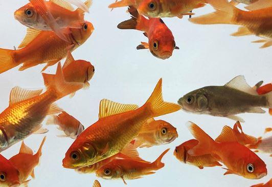 Feeders Goldfish Pet Food, Large, 1.25-2-in