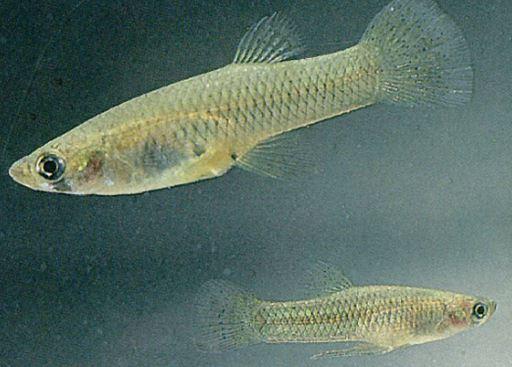 Feeders Guppy Pet Food
