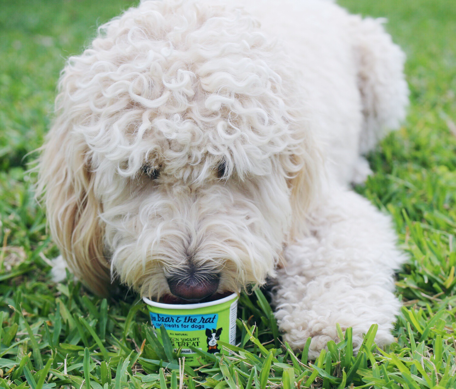 frozen yogurt cups for dogs