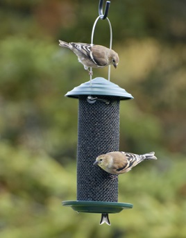 Woodlink Metal Mini Magnum Nyjer Screen Bird Feeder