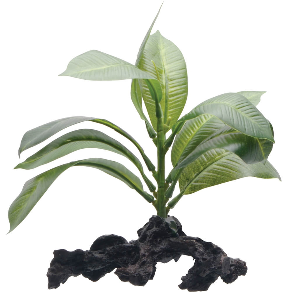Fluval Aquascape Stemped Anubias Plant, 7-in (Size: 7-in)