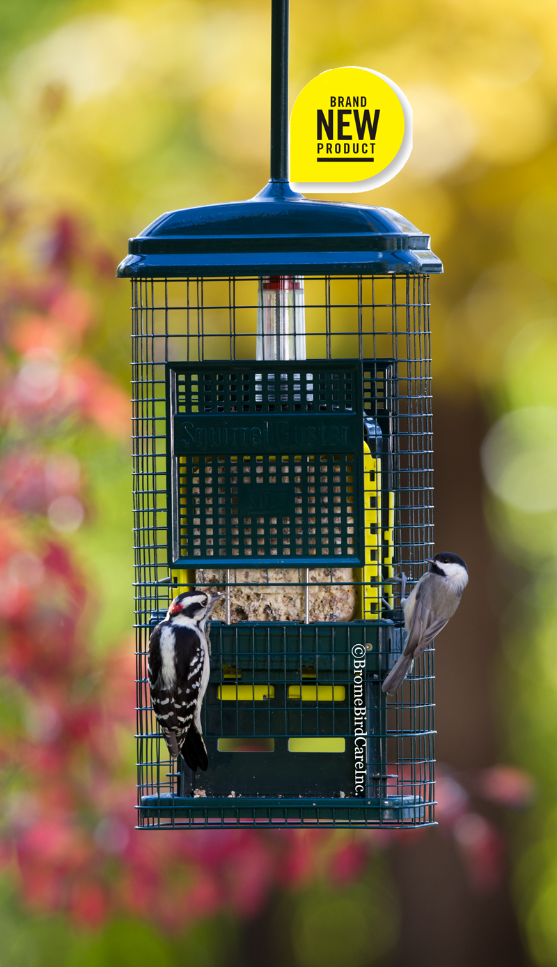 Brome SquirrelBuster Suet Bird Feeder