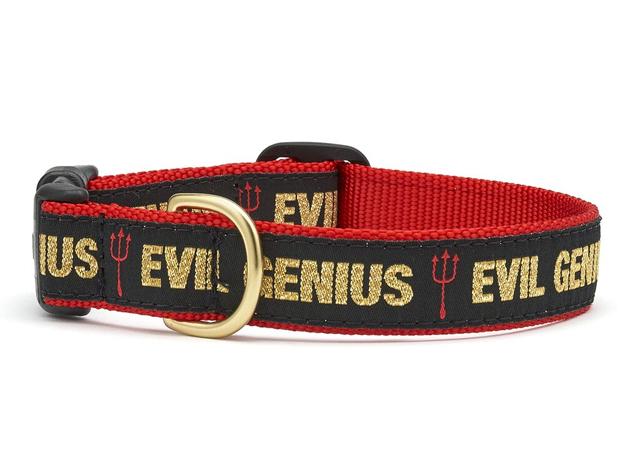 Up Country Evil Genius Dog Collar, 9-15-in x 5/8-in