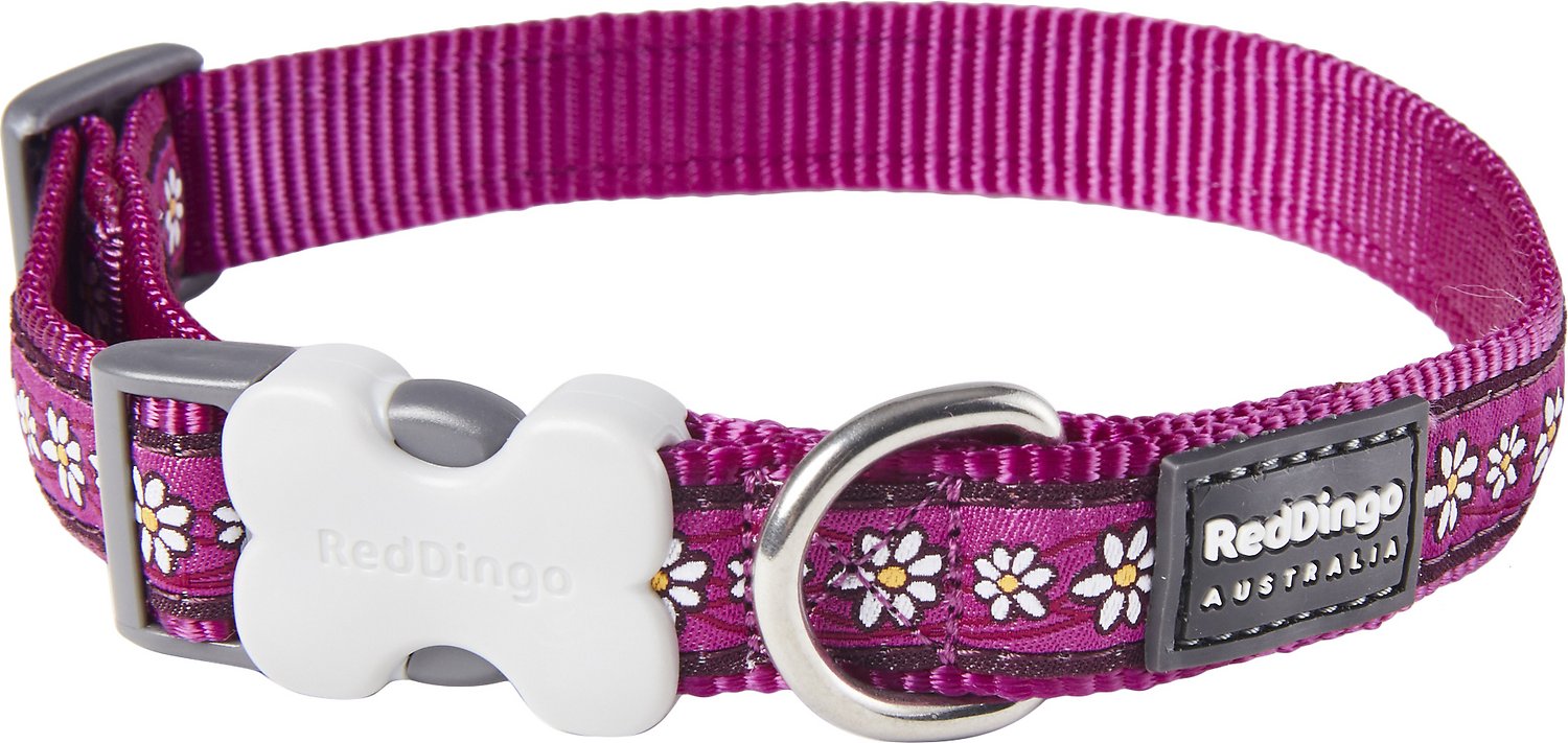 Red Dingo Designer Daisy Chain Dog Collar, Purple
