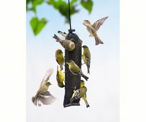 Songbird Essentials Finch Magic Thistle Sack Wild Bird Feeder