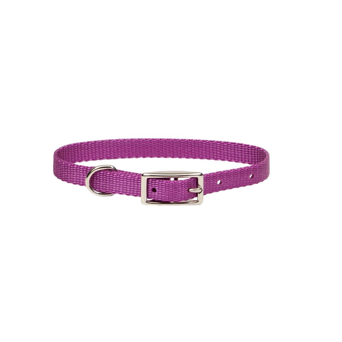 Coastal Single-Ply Dog Collar, Orchid, 3/8-in x 12-in