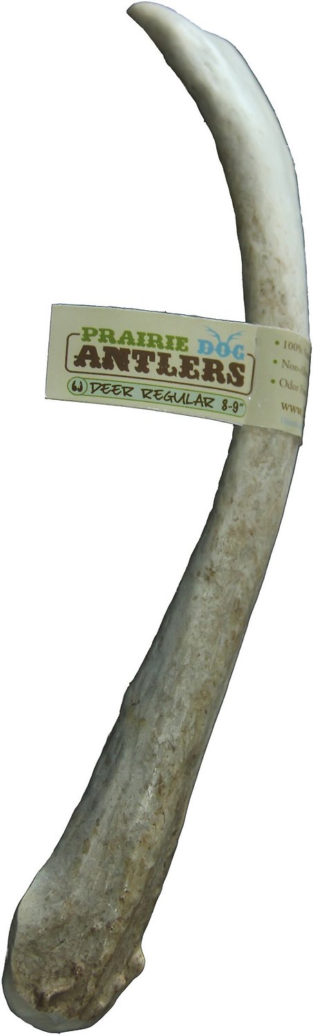 Prairie Dog Deer Antlers Regular Dog Chews