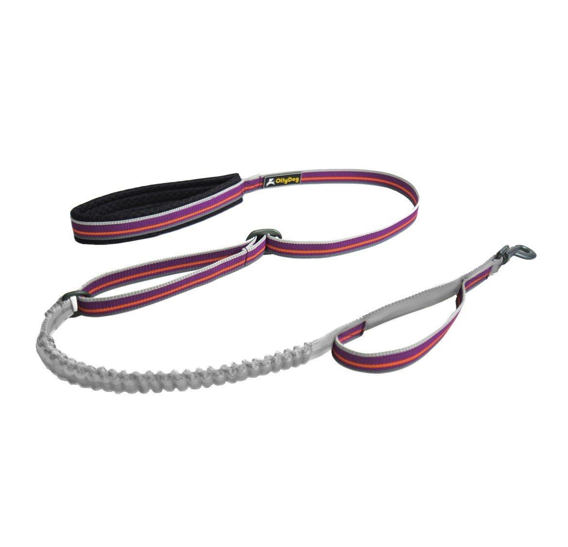 OllyDog Urban Trail Adjustable Reflective Spring Dog Leash, Wild Aster