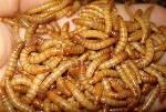 Northwest Zoological Supply Giant Mealworms Pet Food, 50-count