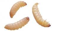 Northwest Zoological Supply Waxworms Pet Food