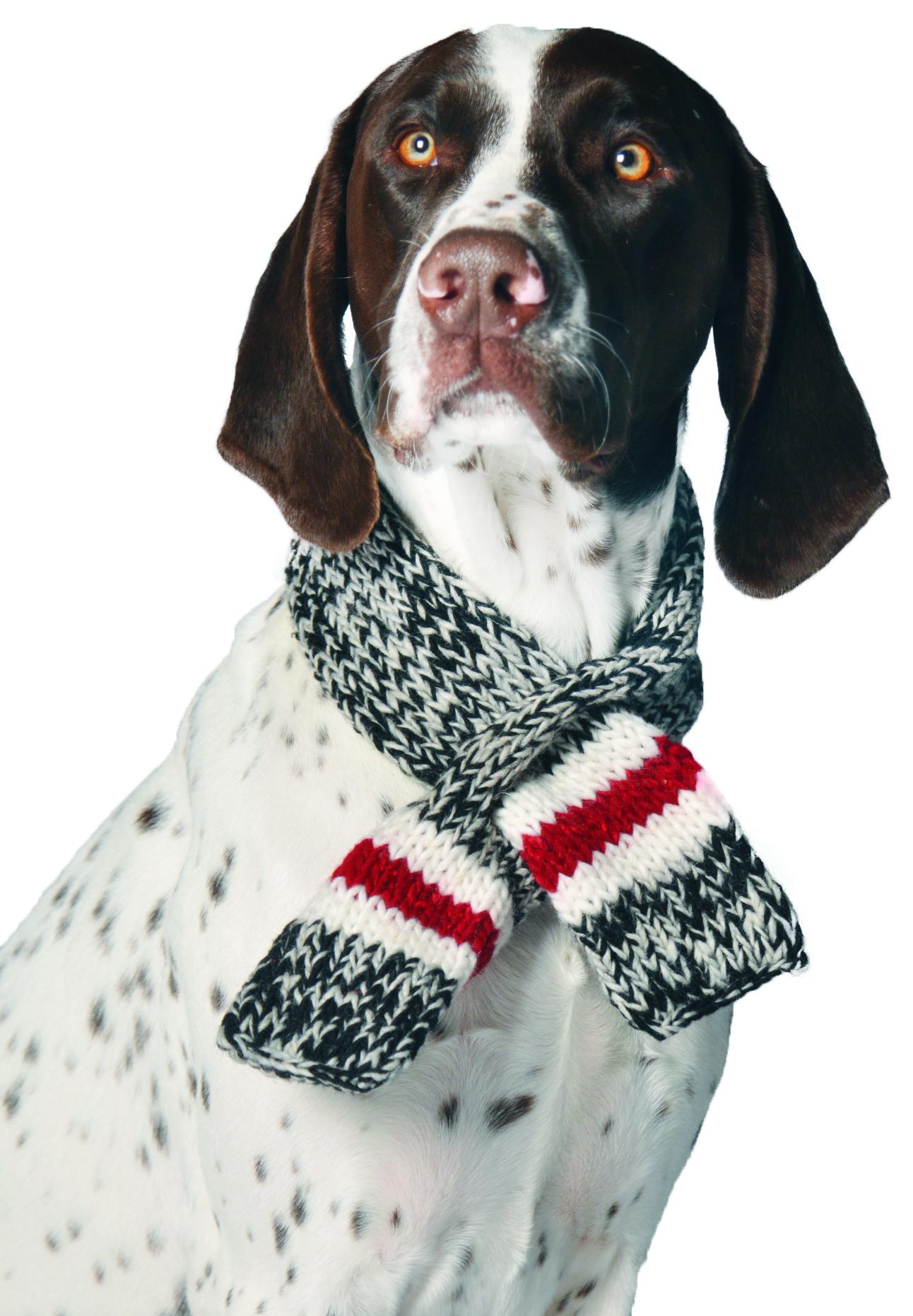 Chilly Dog Boyfriend Dog Scarf, Small