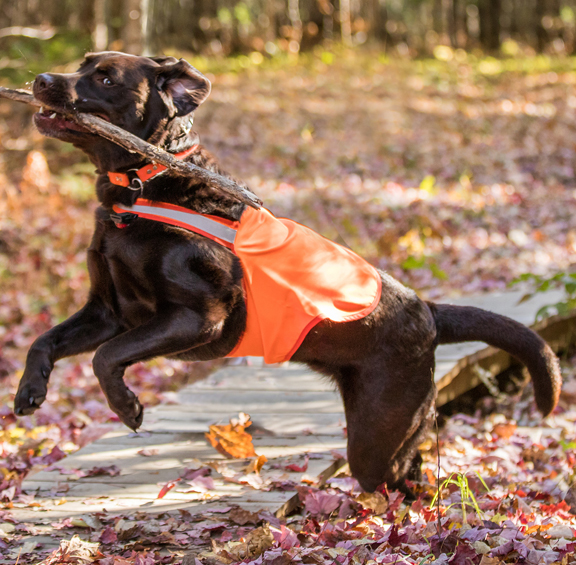Dog Not Gone No Fly Zone Sport Dog Vest, Orange