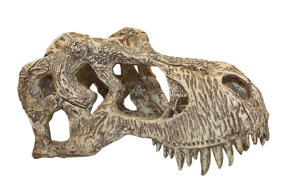 Komodo T-Rex Skull for Terrariums, Small