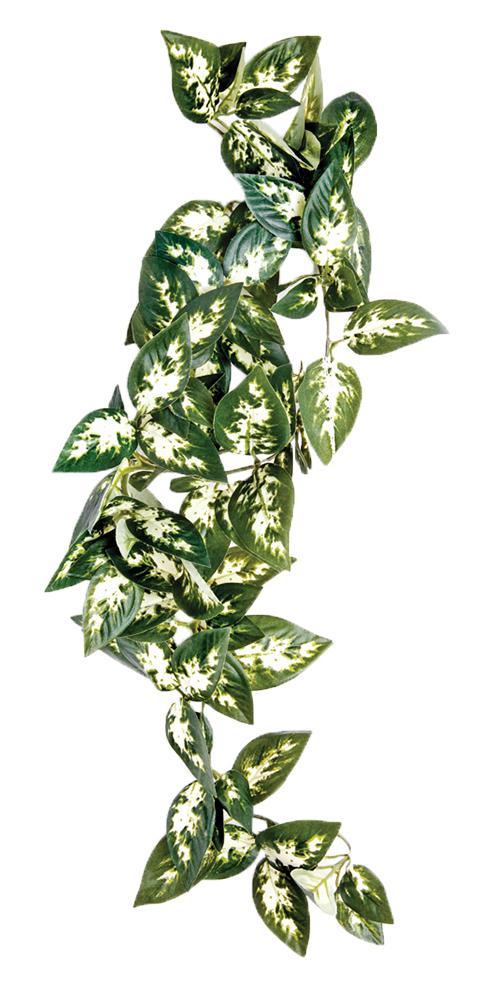 Komodo Borneo Hanging Vine Terrarium Plant, 23-cm
