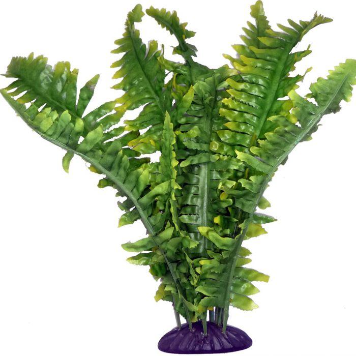 Komodo Boston Fern Terrarium Plant, 25-cm