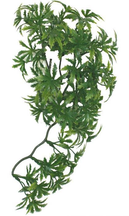 Komodo Papaya Leaf Vine Terrarium Plant, 35-cm