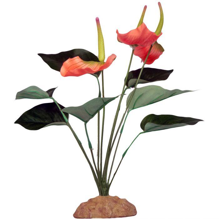 Komodo Anthurium Bush Terrarium Plant, 29-cm
