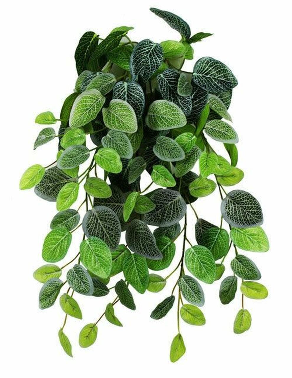 Pangea Hanging Bush Fittonia Terrarium Plant