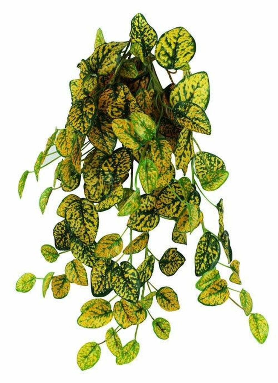 Pangea Hanging Bush Japanese Laurel Terrarium Plant, 18-in