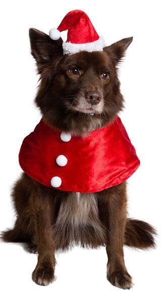 Pet Krewe Santa Hat & Collar Pet Costume, Large/X-Large