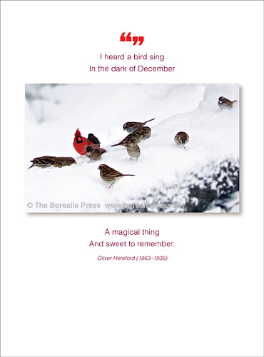 The Borealis press Holiday Box Cards, Bird in December, 6-pack (Size: 6-pack)