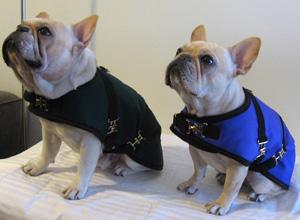 Foggy Mountain French Bulldog Nylon Turnout Dog Coat, Assorted Patterns, 13-in