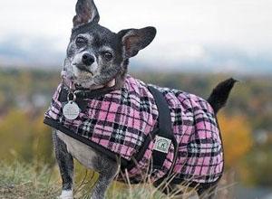 Foggy Mountain Basset Snuggler Dog Coat, 22-in